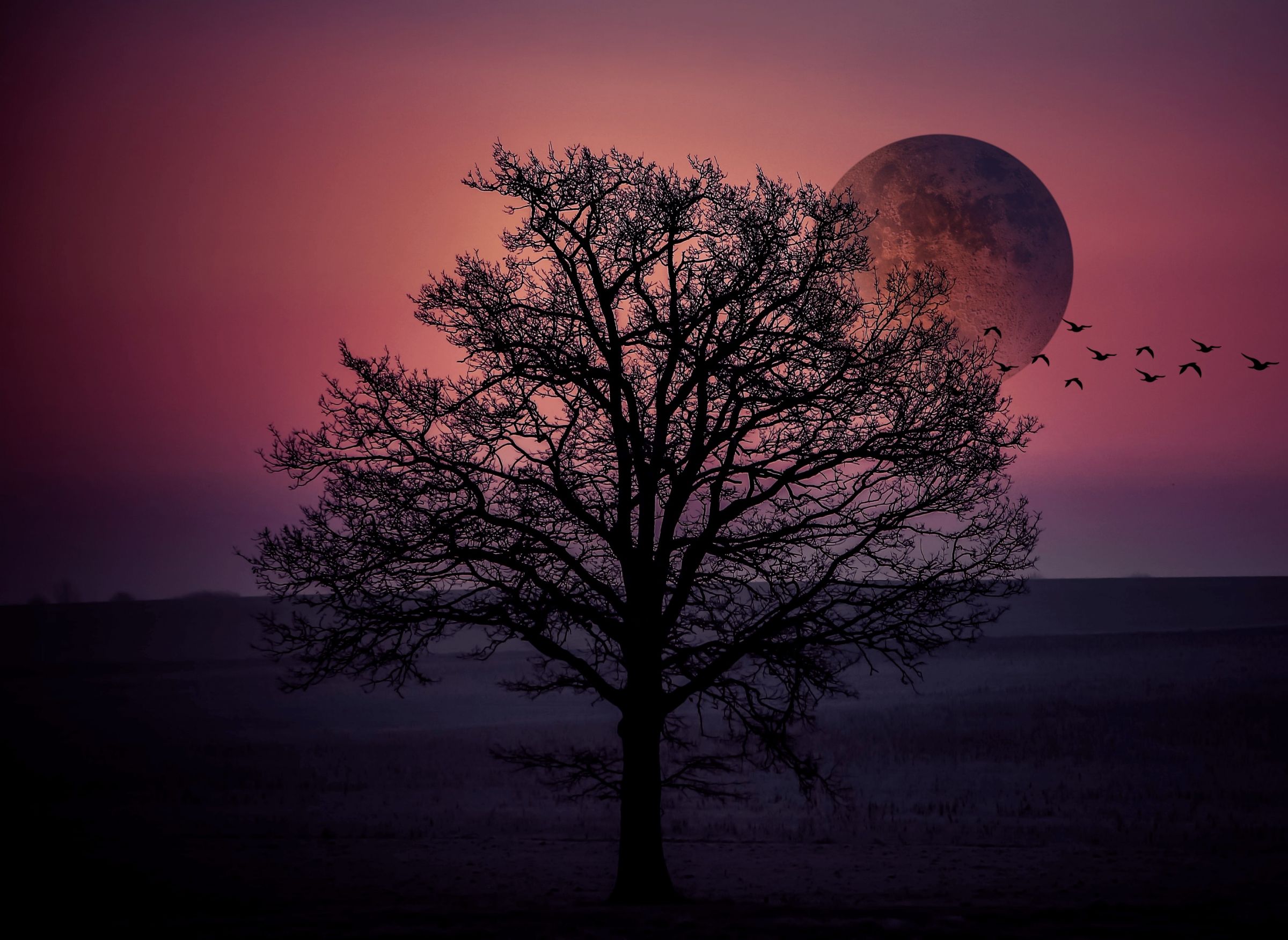 l'Arbre et la Lune